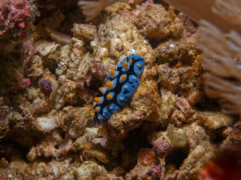 Wart slug, Escarceo